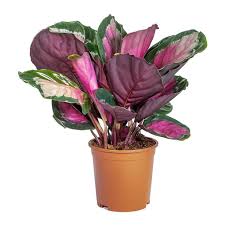 Calathea